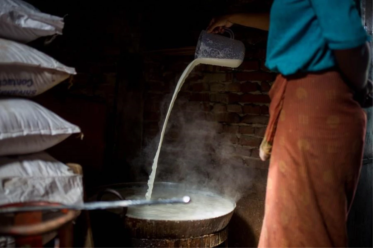 Nepal Sakinleri Ulusal Çeltik Günü Öncesinde Yoğurtlarını Mayalıyor