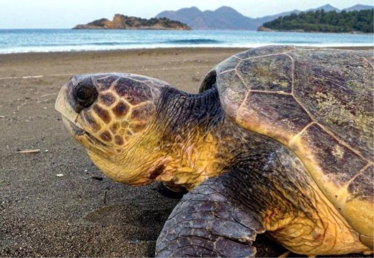 Muğla\'da Tatilcilerden Deniz Kaplumbağalarına Uyarı