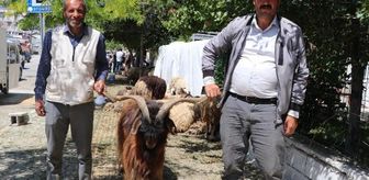 Van'da Kurbanlık Satışında Fiyatlar Düşüyor