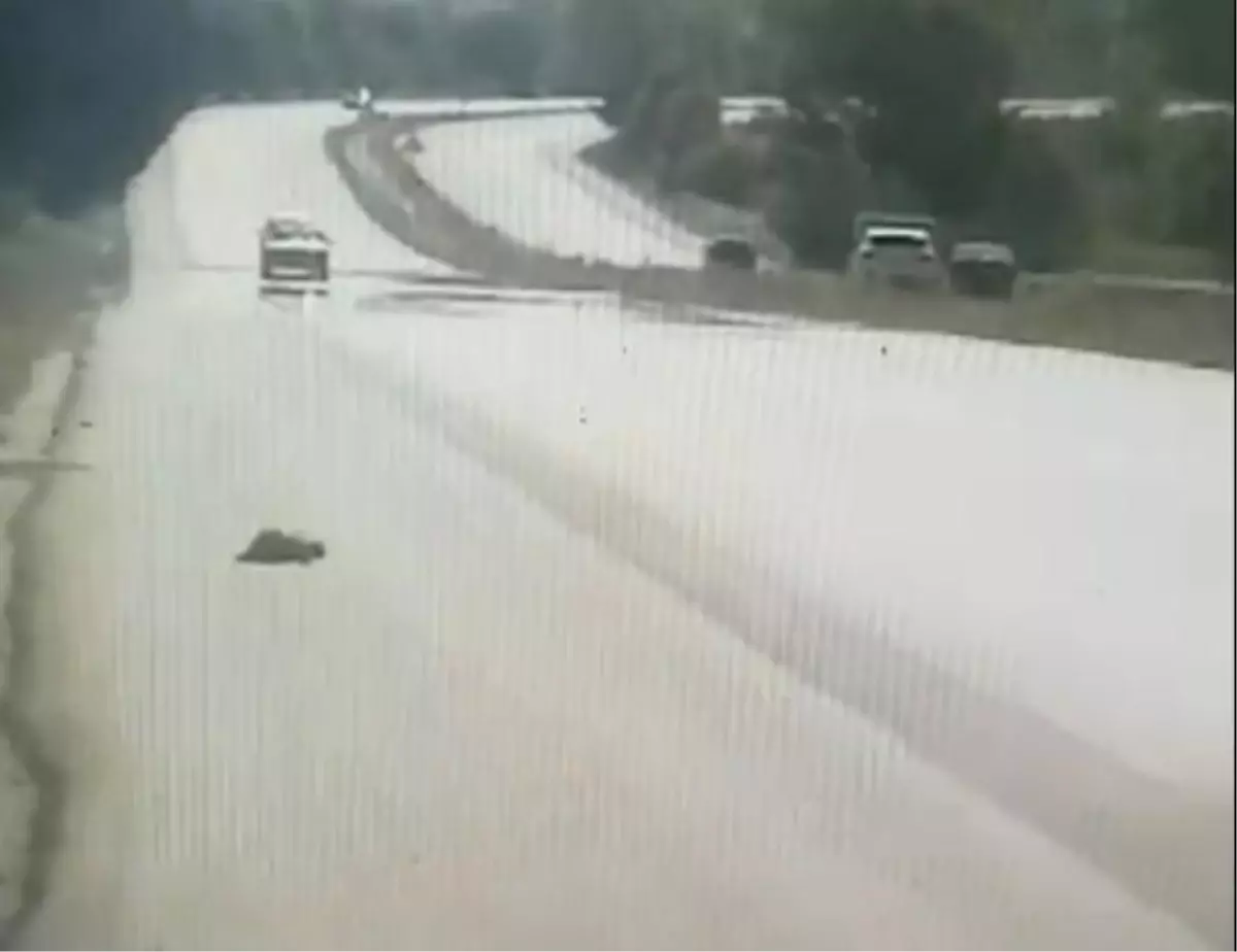 Polis Ekipleri Radar Uygulaması Yaparken Kaplumbağayı Karşıya Geçirdi