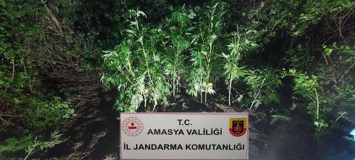 Amasya\'da uyuşturucu üreticisi ve satıcılarına operasyon: 2 tutuklama