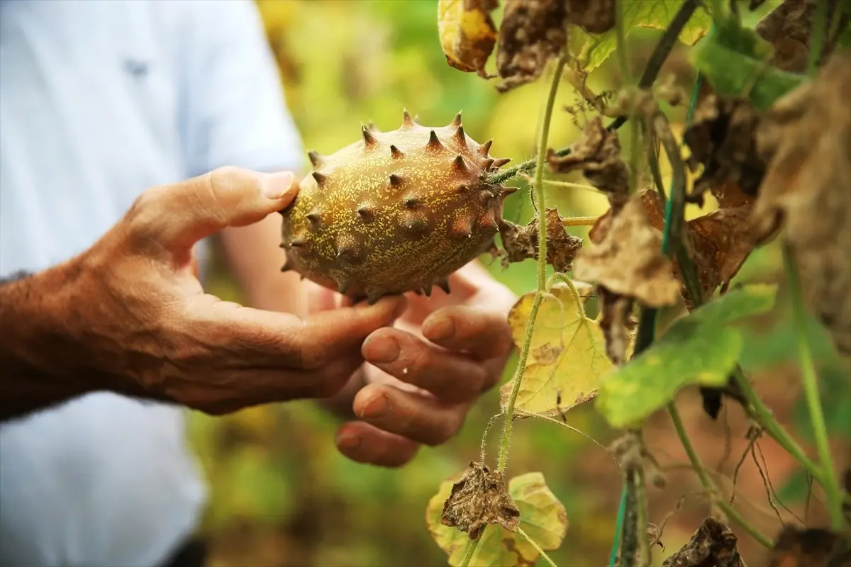 Antalya\'da Tropikal Meyve Üretimi: Boynuzlu Kavun