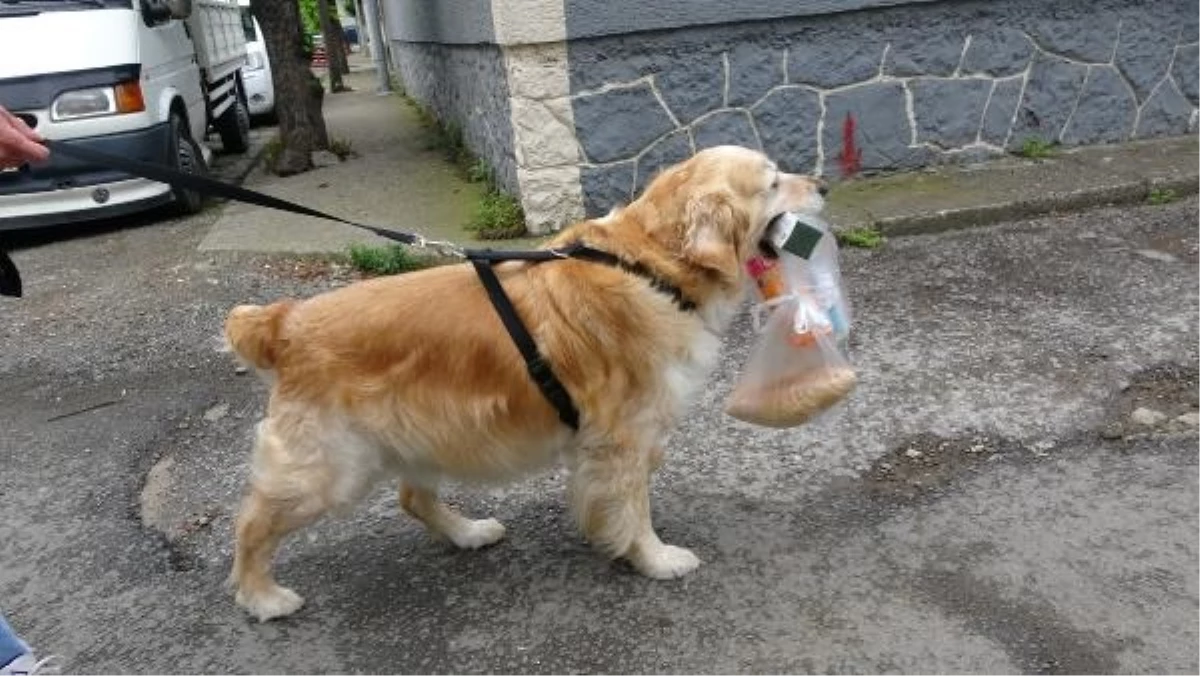 Trabzon\'da Köpek Sahibine Yardım Ediyor