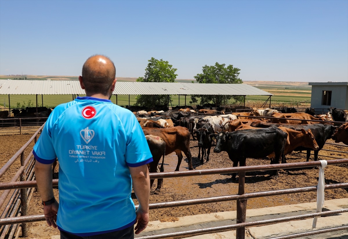 Diyarbakır\'da kesilen kurban etleri deprem bölgelerine gönderiliyor
