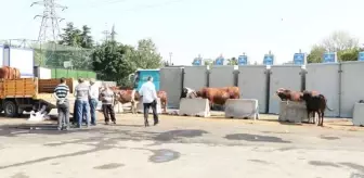İl Tarım ve Orman Müdürü Karaca'dan kurban kesenlere uyarı