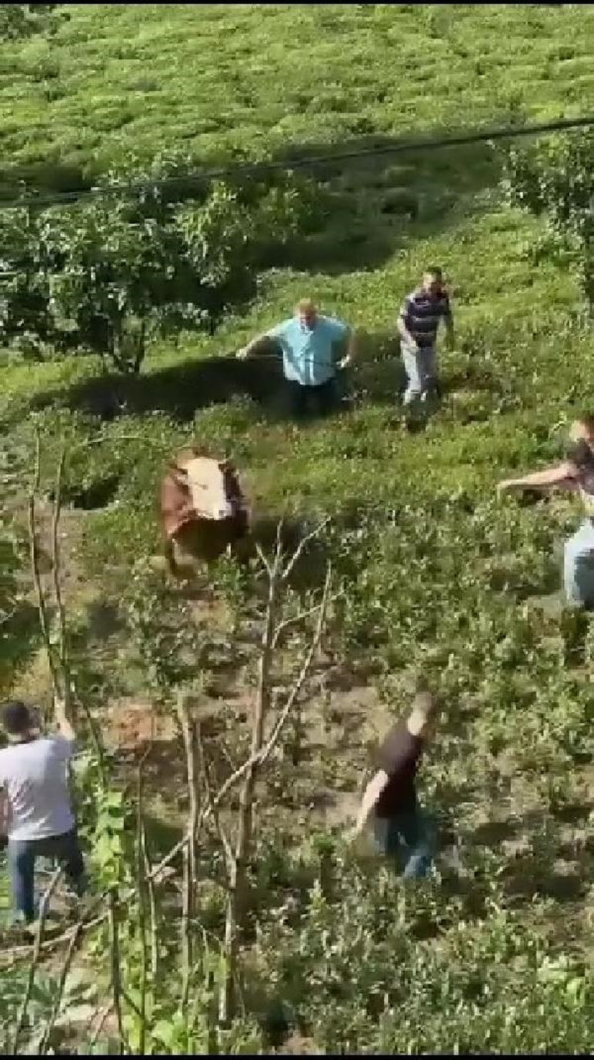 Rize\'de kaçan boğa çay bahçesine girdi