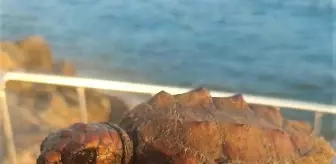 Kuşadası'nda Caretta Carettaların Yuvalama Alanı Koruma Altına Alındı