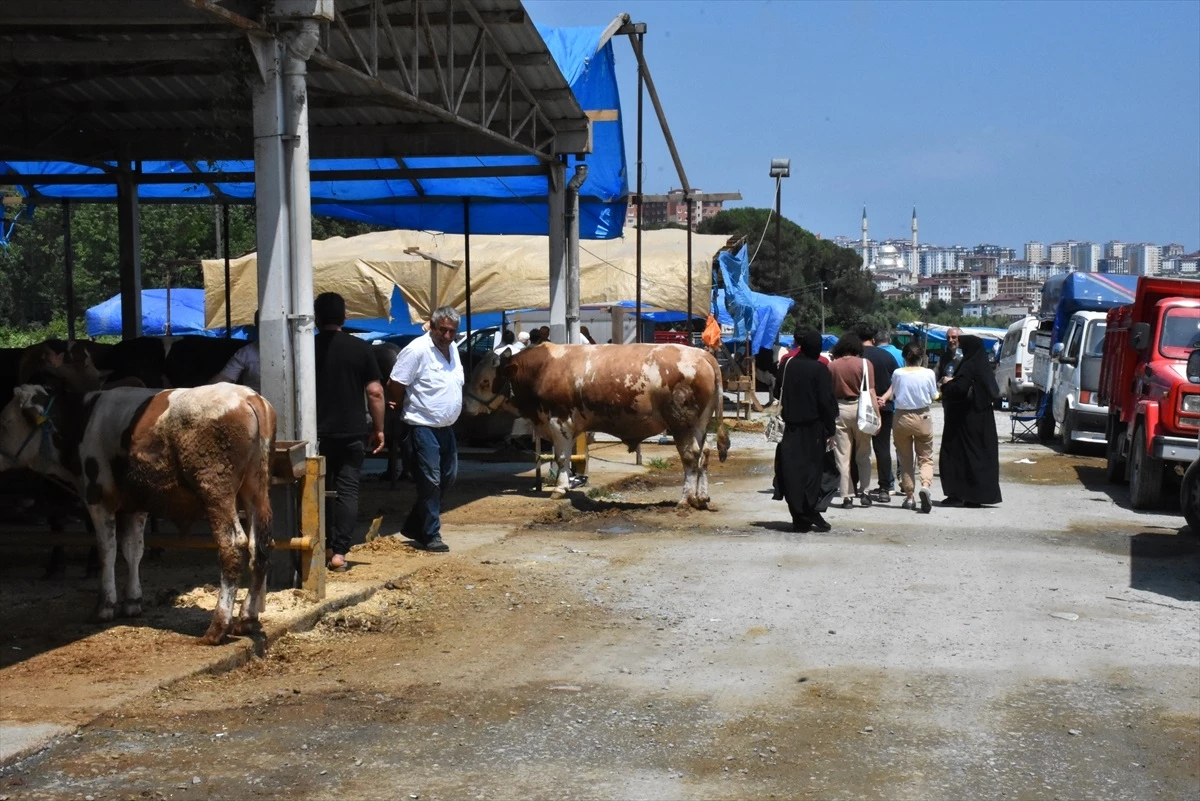 Ordu\'da Kurban Bayramı\'nda kurban satış ve kesim yerlerinde yoğunluk devam ediyor