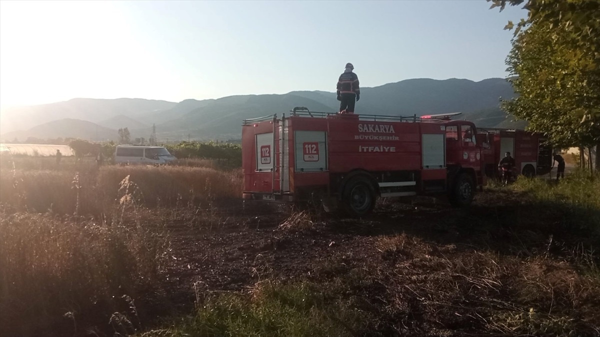 Sakarya\'da çıkan yangında 15 dönüm buğday ekili alan zarar gördü