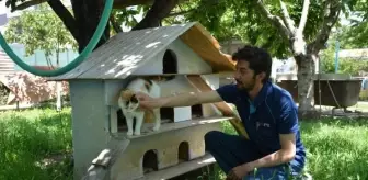 Posta Dağıtıcısı Evine 37 Kedi Aldı