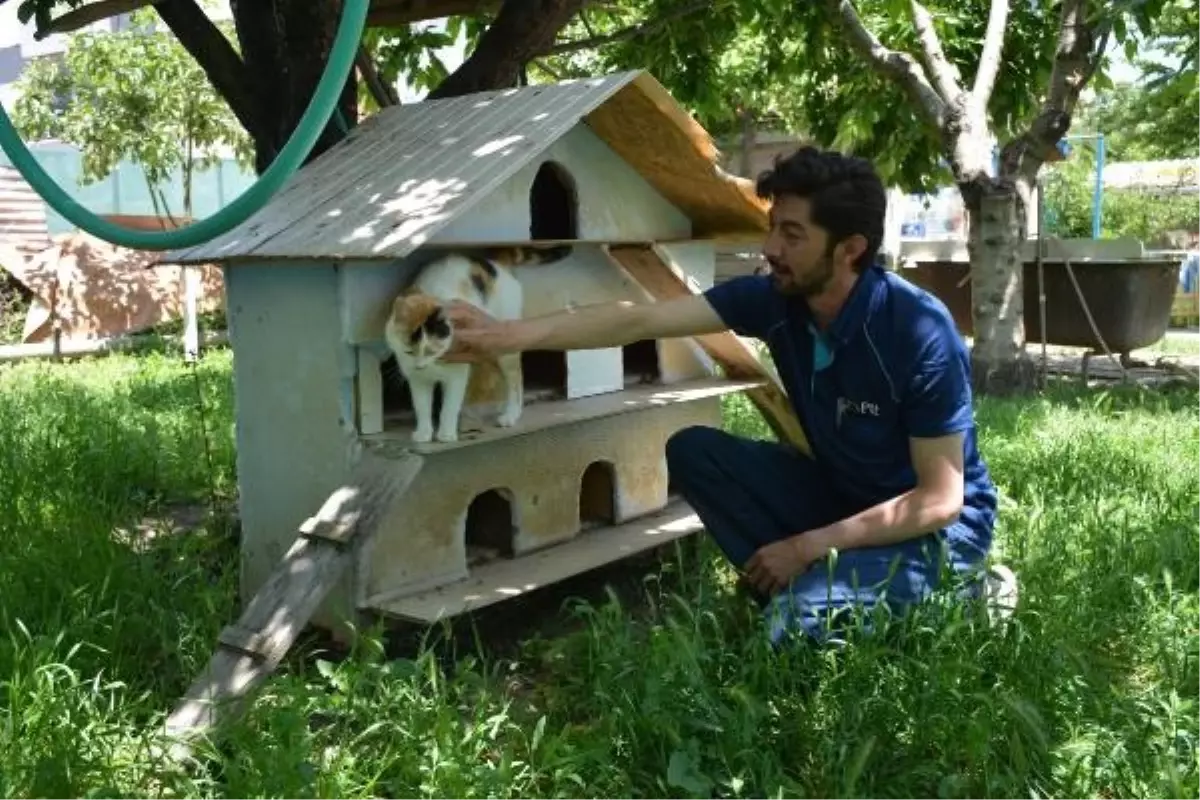 Posta Dağıtıcısı Evine 37 Kedi Aldı