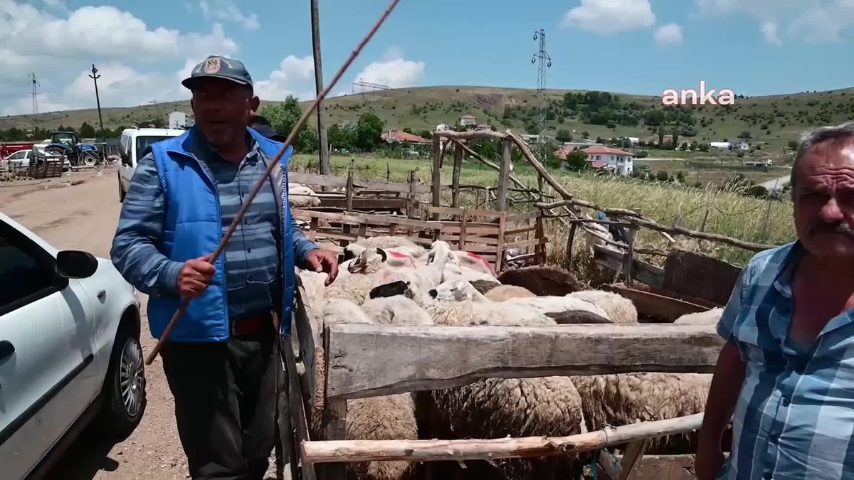 Yozgat\'ta Kurbanlık Fiyatları İndirime Gitti