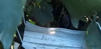 Piknikçiler Üzüm Bağından Üzüm Kopardı ve Parayı Bıraktı