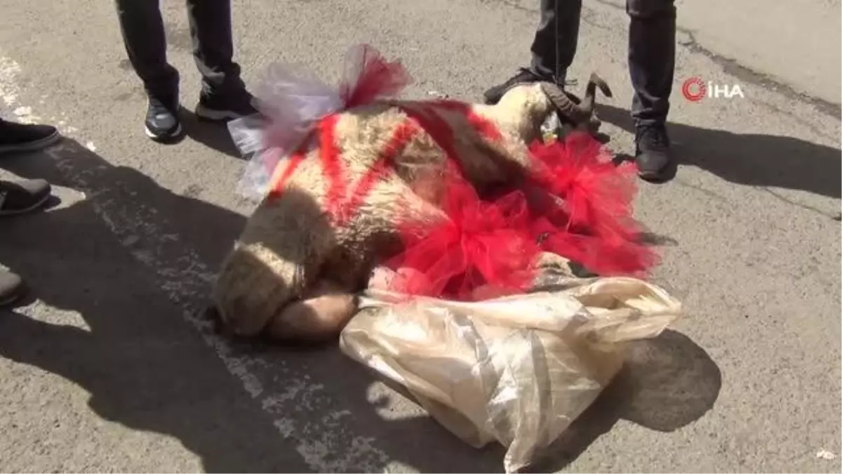 Kars\'ta Geline Süslü Koç Gönderme Geleneği Devam Ediyor