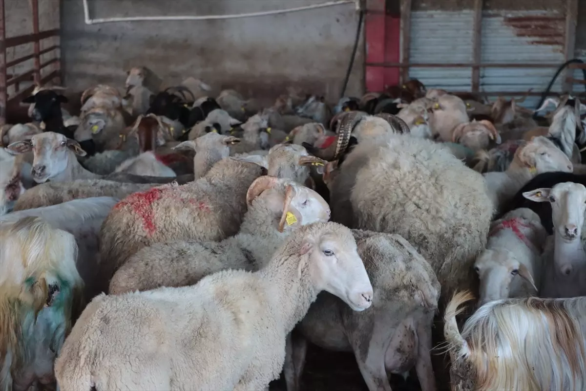 Kırklareli\'de Deprem Bölgesi İçin Yürütülen Kampanya Kapsamında 173 Kurbanlık Kesildi