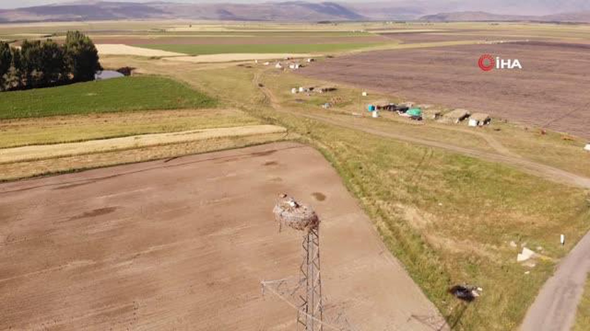 Muş Ovası\'nda konaklayan leylekler büyük göçe hazırlanıyor