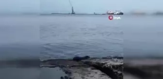 Nesli Tehlike Altında Olan Su Samuru Tekirdağ'da Görüntülendi