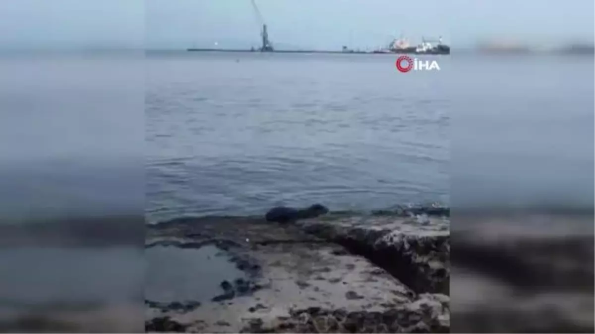 Nesli Tehlike Altında Olan Su Samuru Tekirdağ'da Görüntülendi