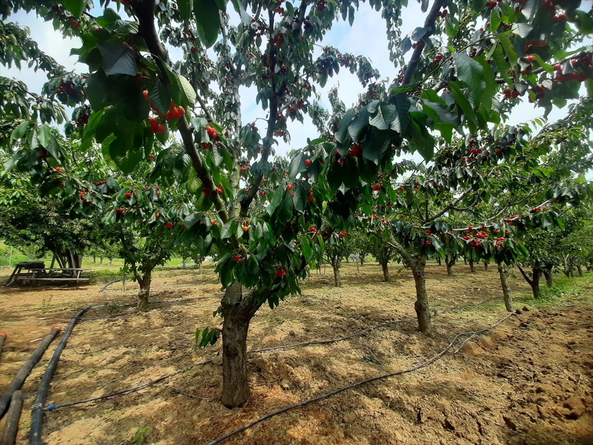 Tekirdağ Kirazı: Tadı, Aroması ve Görüntüsüyle Benzersiz