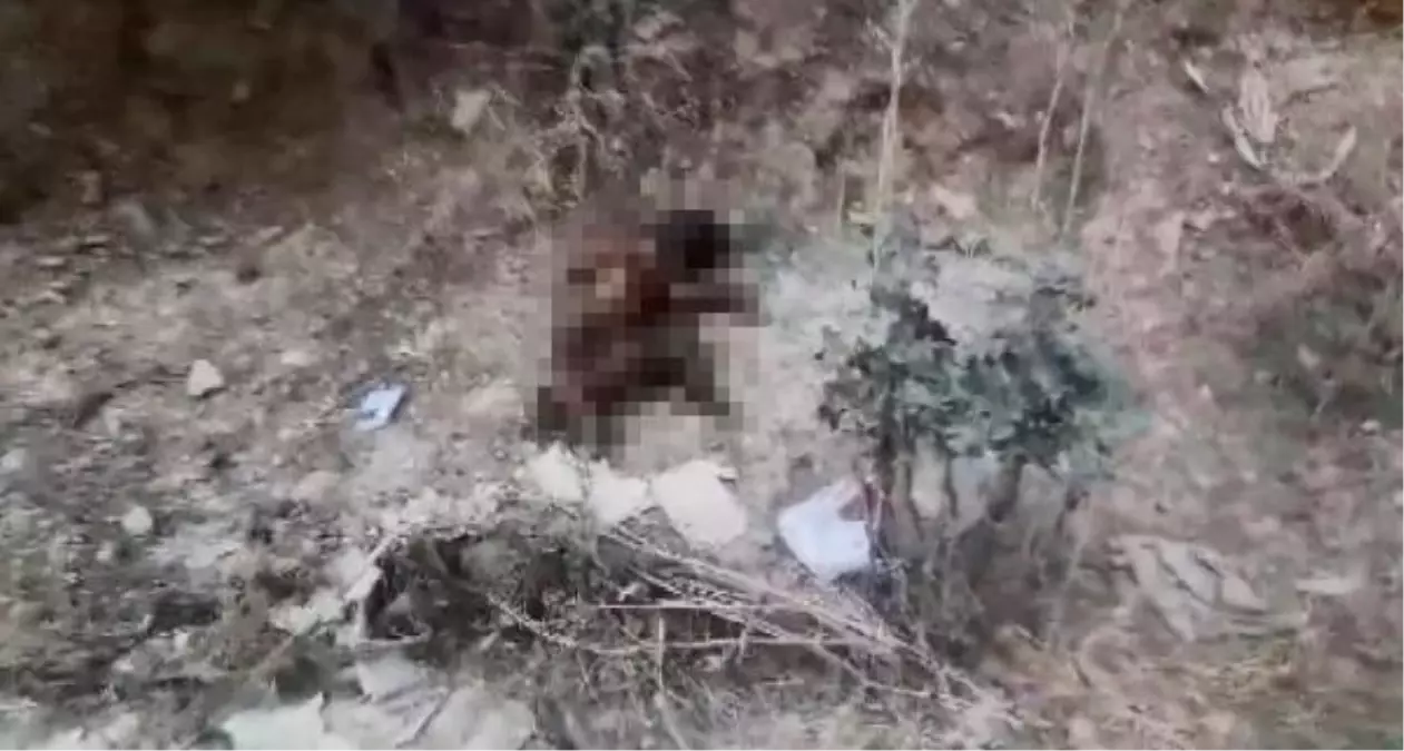 Bursa\'da Yakılan Köpeğin Şüphelileri Aranıyor