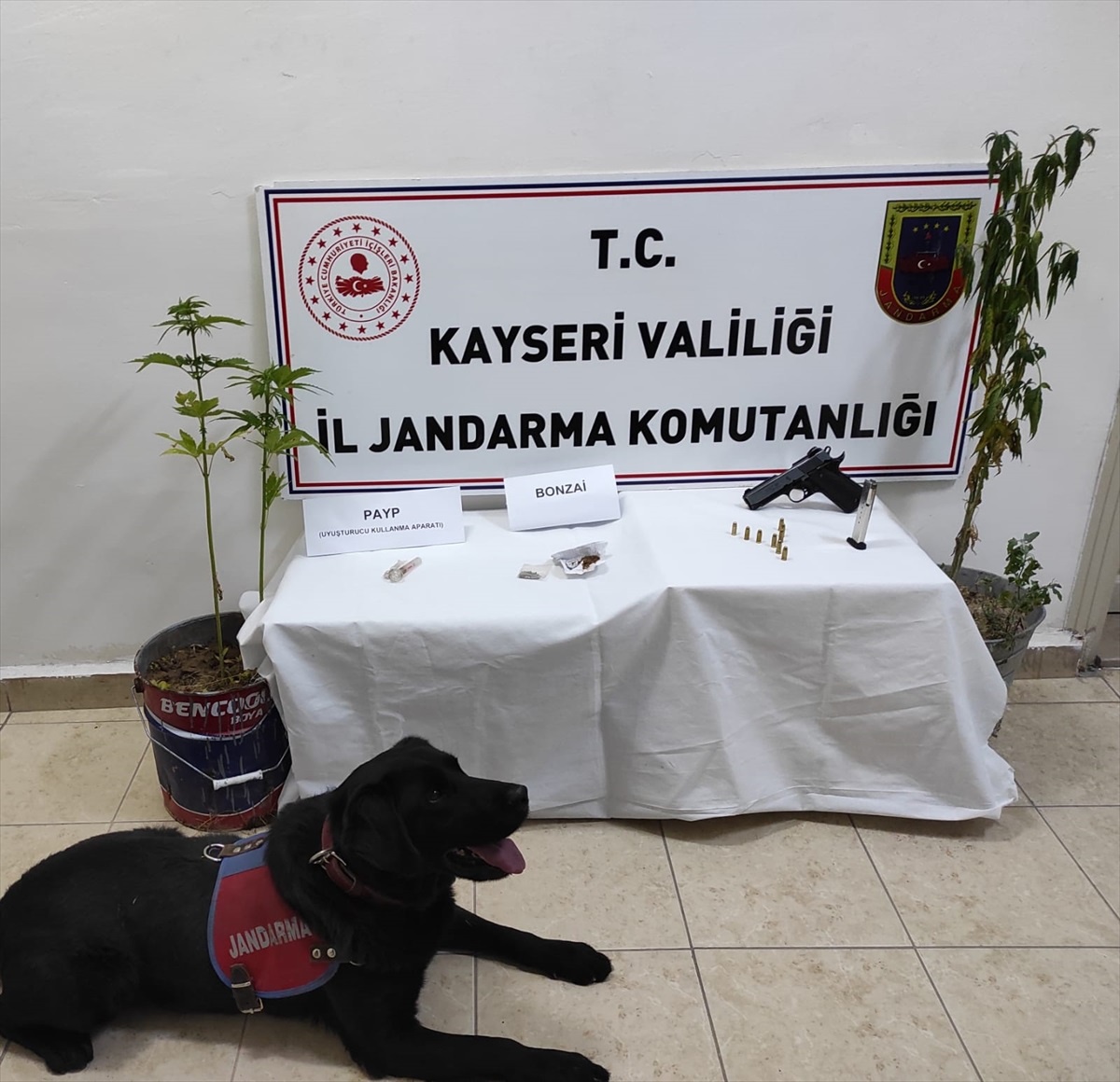 Kayseri\'de Kenevir Yetiştiren Zanlı Gözaltına Alındı