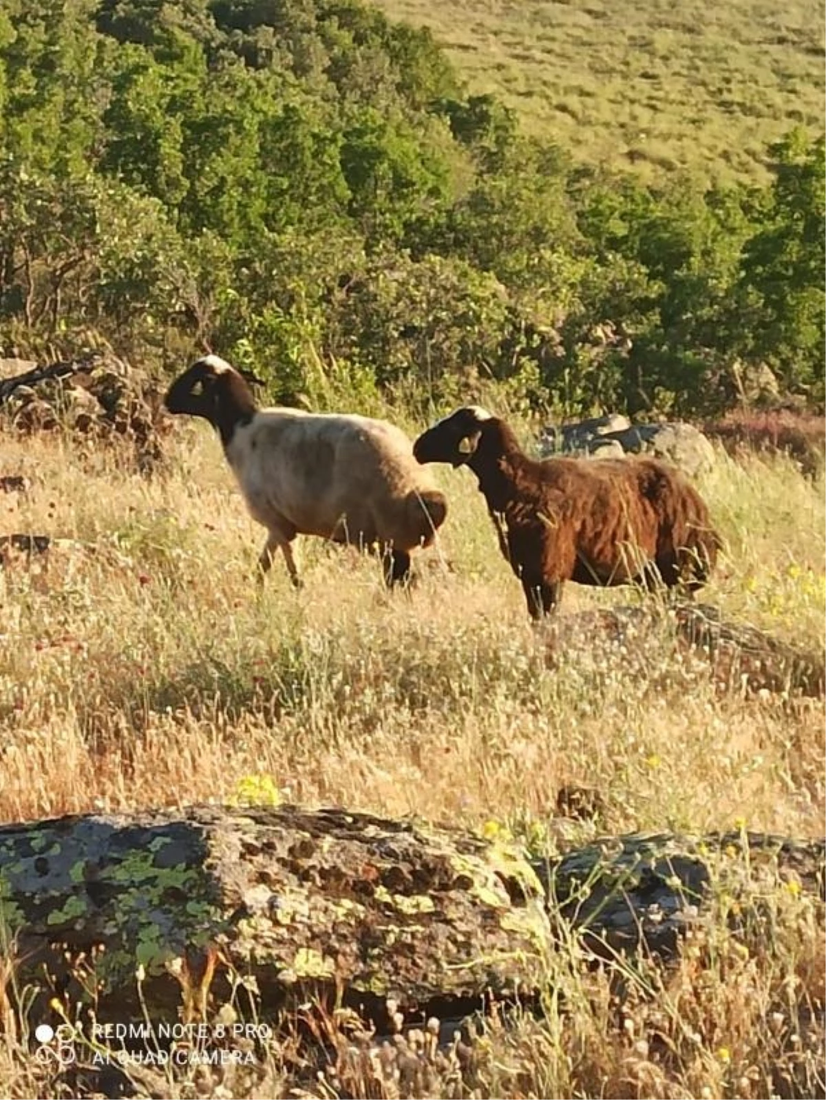 Karakoçan\'da kaçan koyunlar jandarma tarafından bulundu