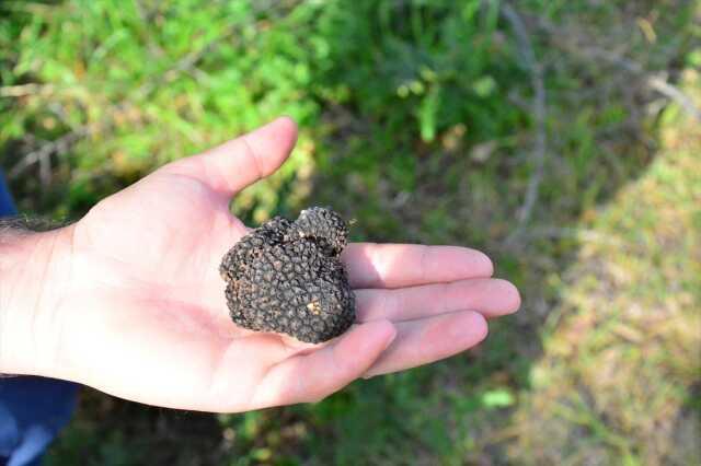 Kilosu iki bin Euro'ya satılan trüf mantarını radar köpekler buluyor