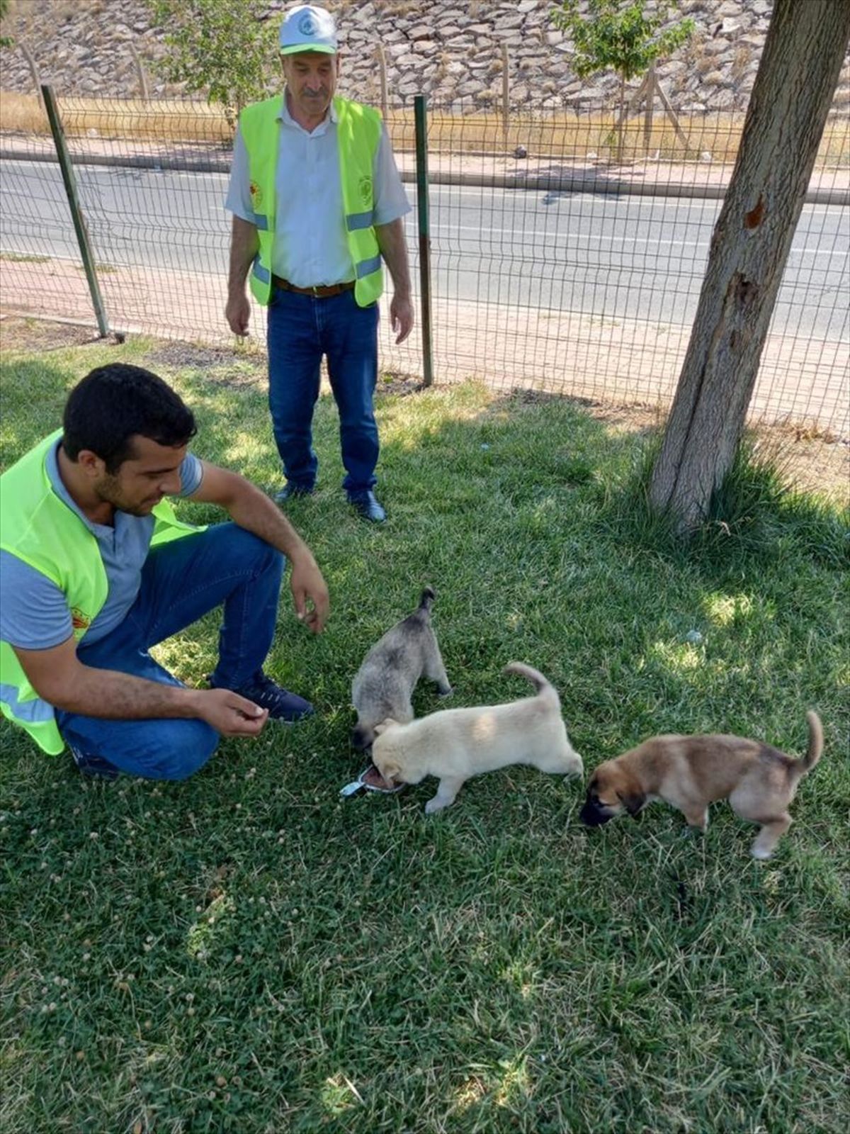 Şanlıurfa\'da Bayramda Sokak Hayvanlarına Mama ve Su Bırakıldı