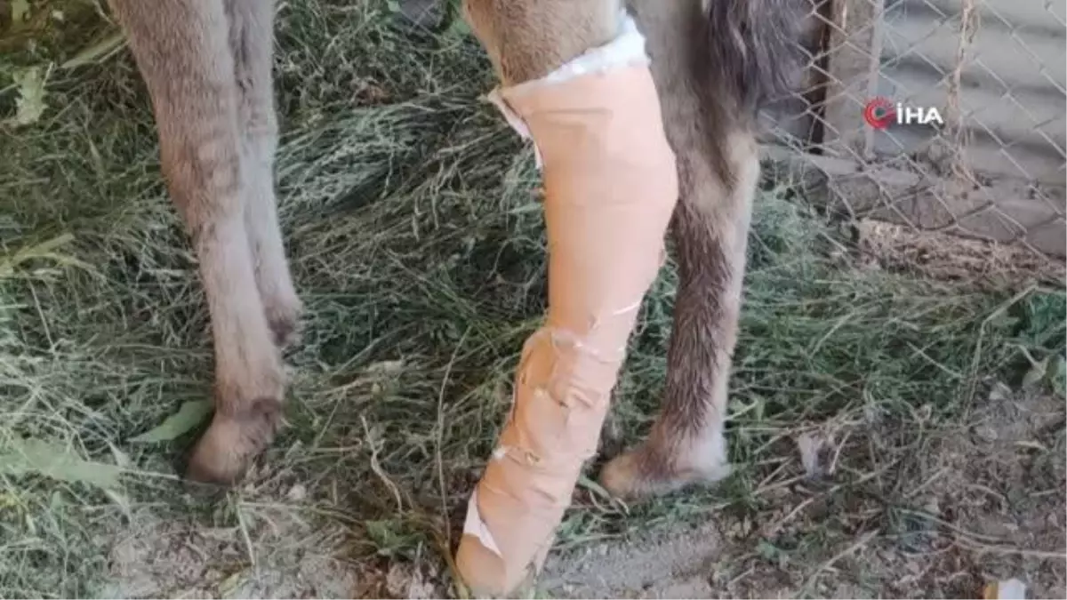 Van\'da sahibi tarafından kırık ayağıyla terk edilen tay tedavi altına alındı