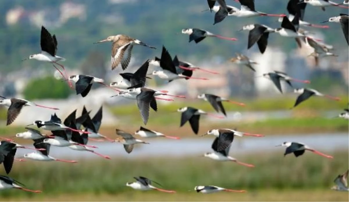 Antalya Kuşlarının Önemli Yaşam Alanları Kitabı Yayınlandı