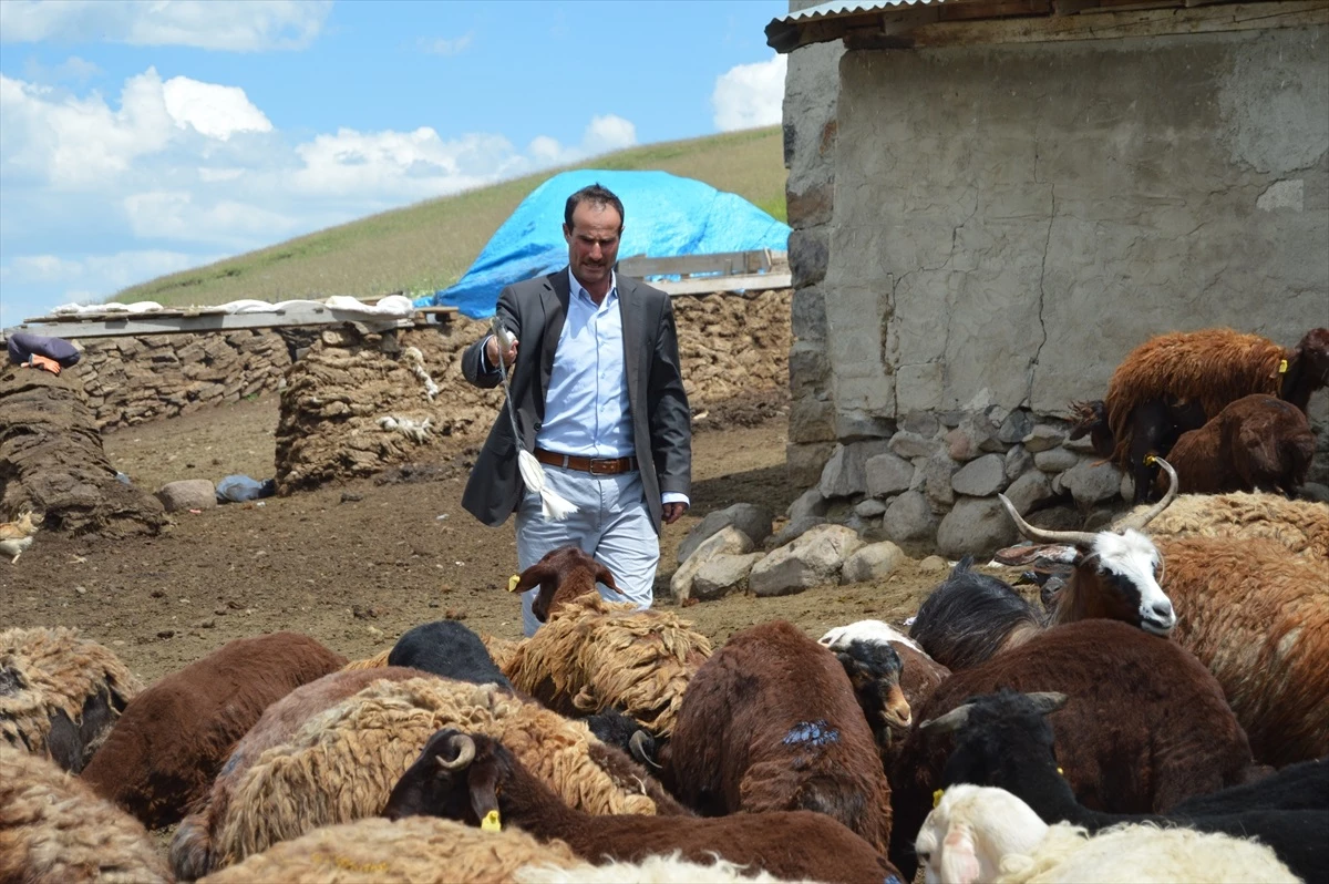 Erzurum\'da Genç Çiftçi Projesi ile Hayvancılık Yapan Çiftçi