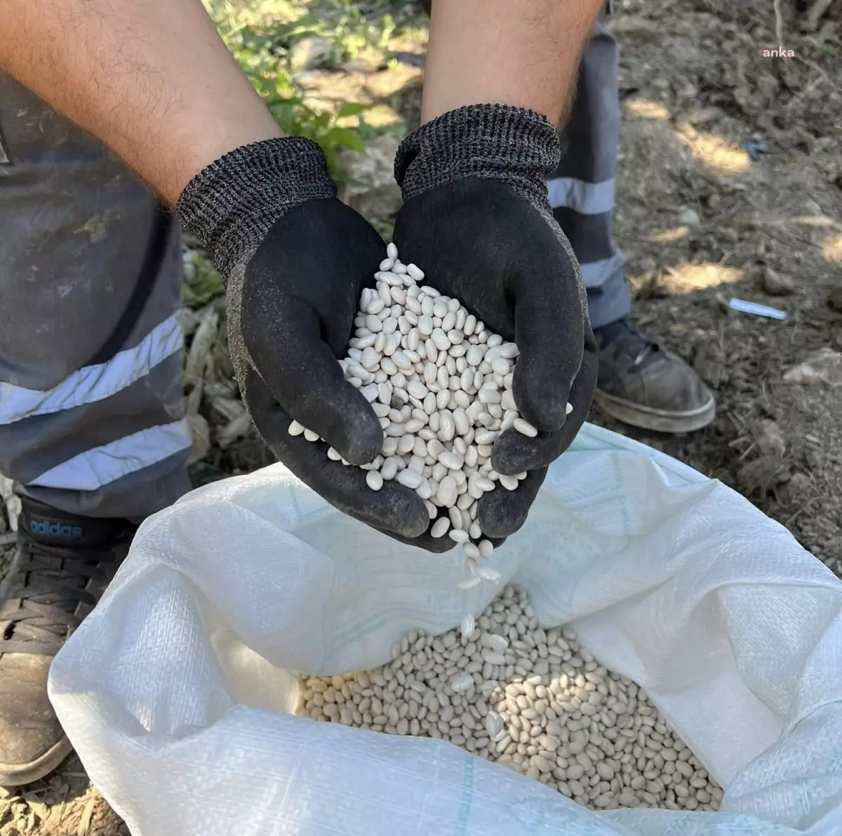 Konyaaltı Belediyesi, Çandır Fasulyesi üretimini artırıyor