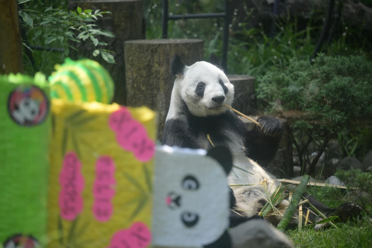 Meksika\'daki Dev Panda Xin Xin 33. Yaş Gününü Kutladı