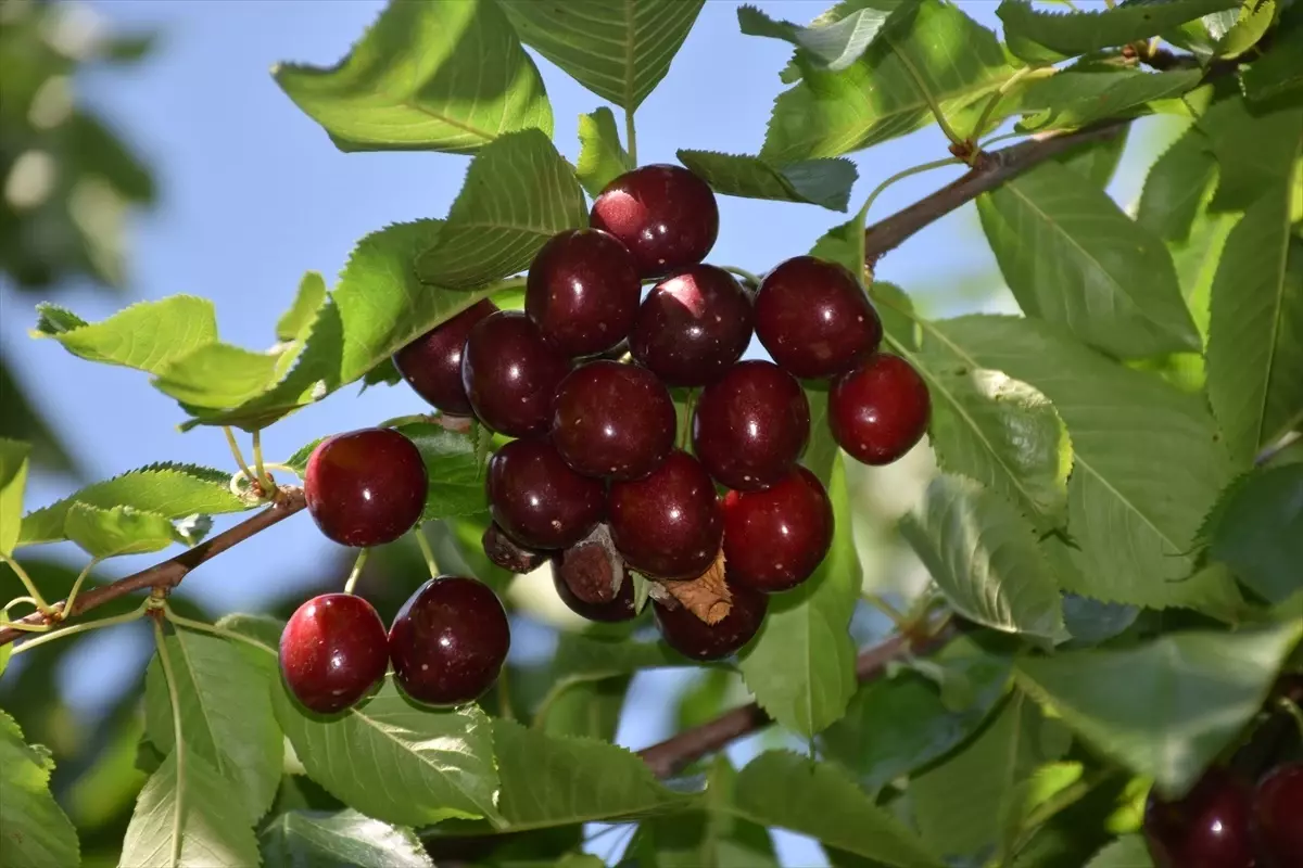 Sultandağı ve Çay\'da kiraz alımı yarın başlıyor