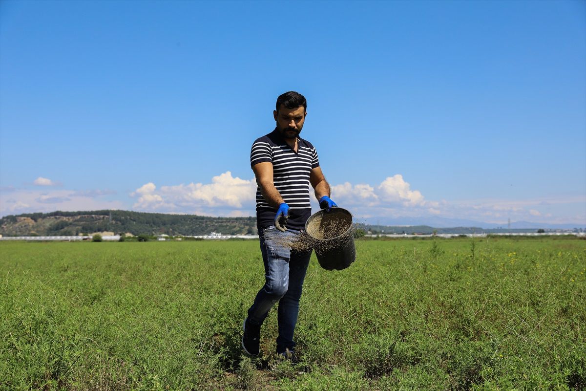 Antalya Büyükşehir Belediyesi, Aksu ilçesinde mera arazilerinde iyileştirme çalışması başlattı