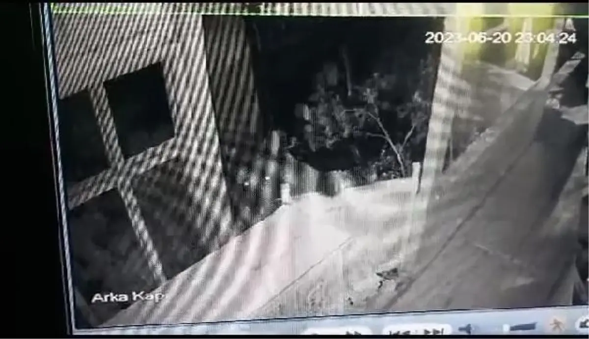 Ayı, evin balkon kapısını kırıp içeri girdi ve çevizleri yedi