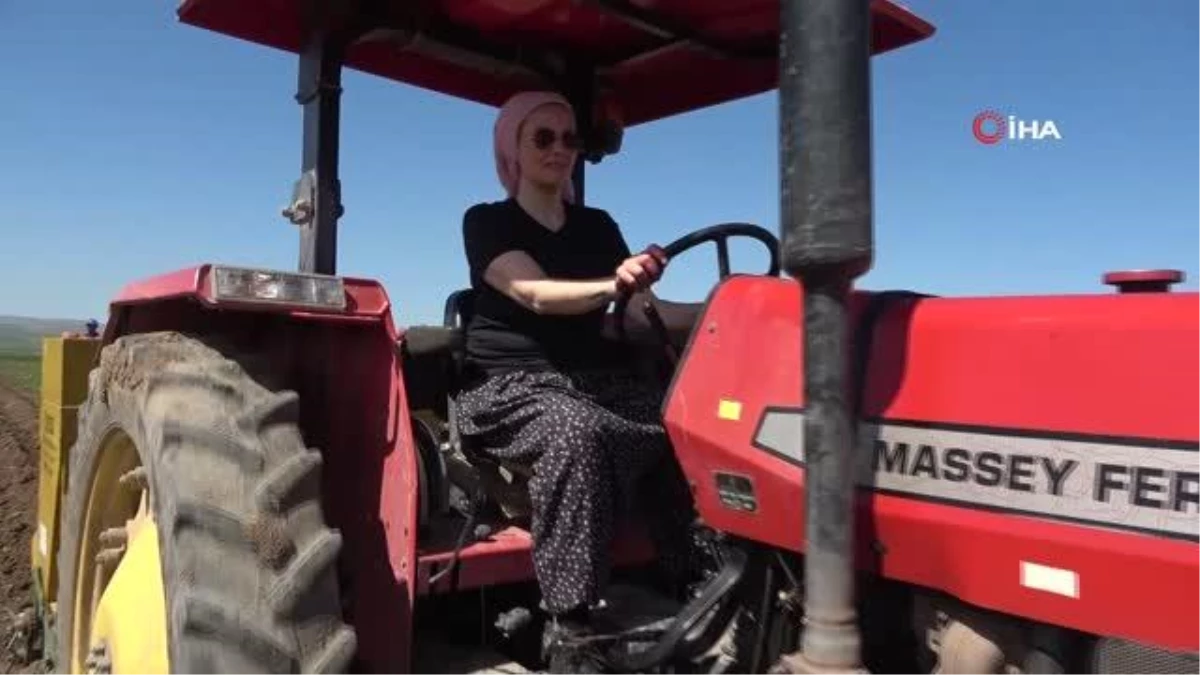 Cambridge mezunu kadın çiftçi, mor patatesi Anadolu\'da yaygınlaştırmaya çalışıyor