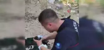 Dumandan etkilenen yavru kediyi kalp masajı ve suni teneffüsle hayata döndürdü