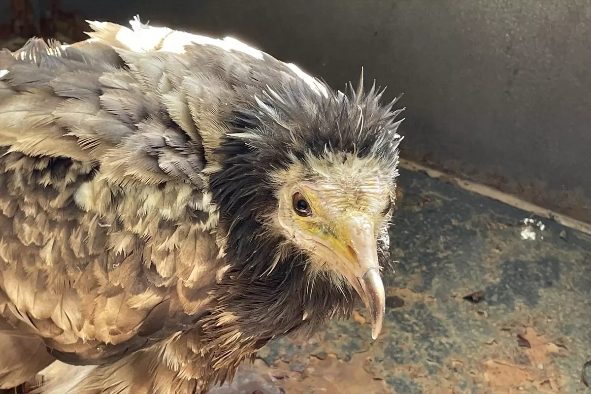 Mısır akbabası Elazığ\'da koruma altına alındı