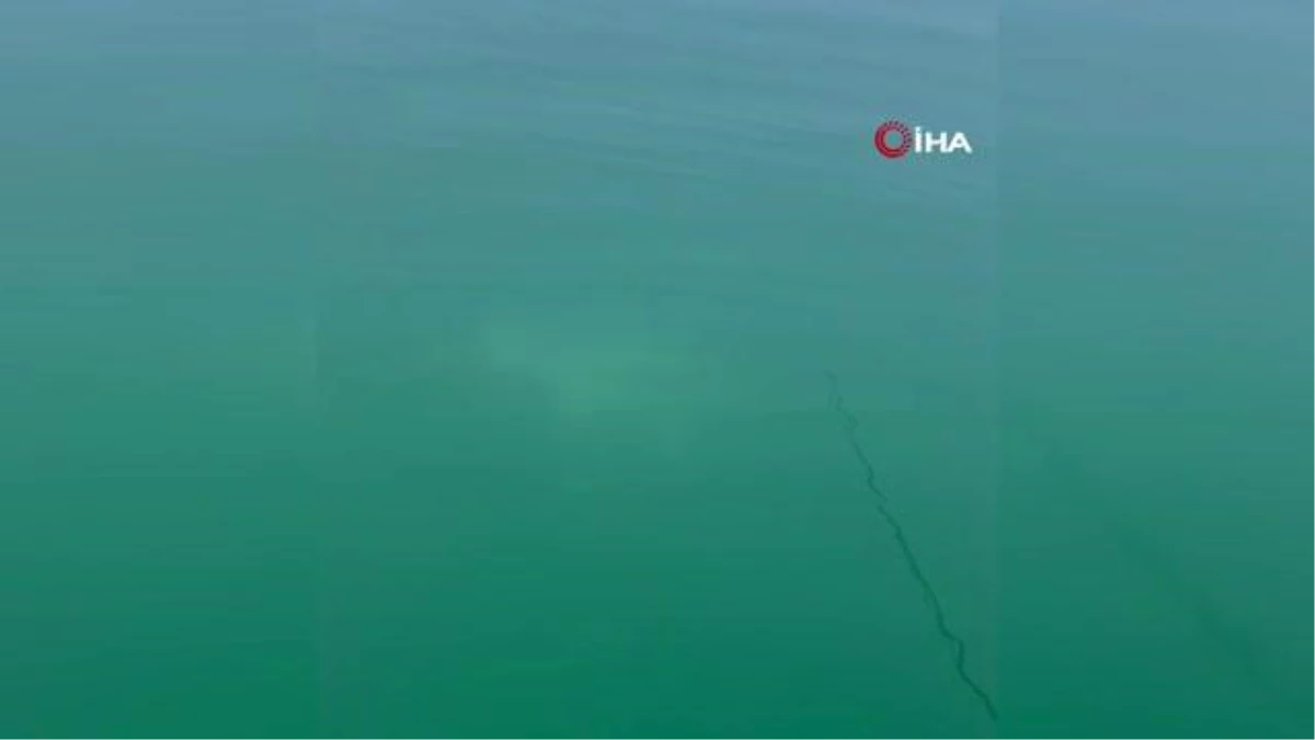 Fırat Nehri\'nde 30 kiloluk turna balığı oltaya takıldı