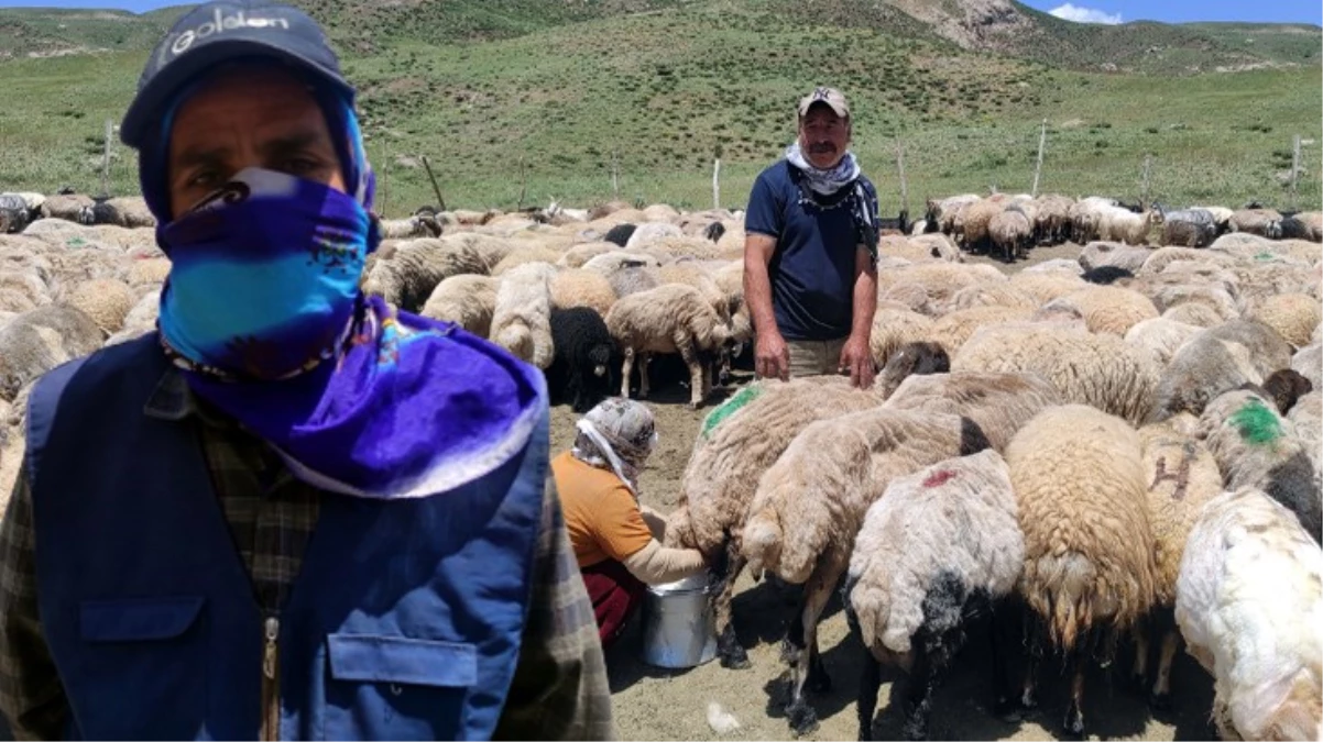 Kimseyi bulamayınca İran\'dan çoban getirttiler! Hakkari\'de aylık 20 bin TL ücretle çalışıyor