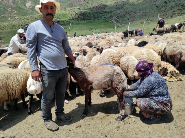 İranlı çoban Hakkari'de aylık 20 bin TL ücretle çalışıyor
