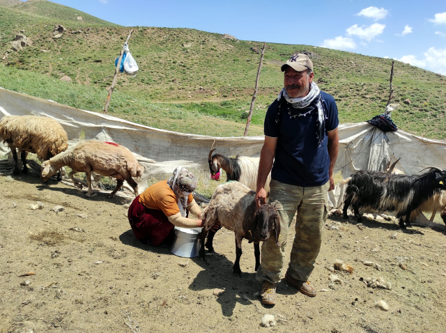 İranlı çoban Hakkari'de aylık 20 bin TL ücretle çalışıyor