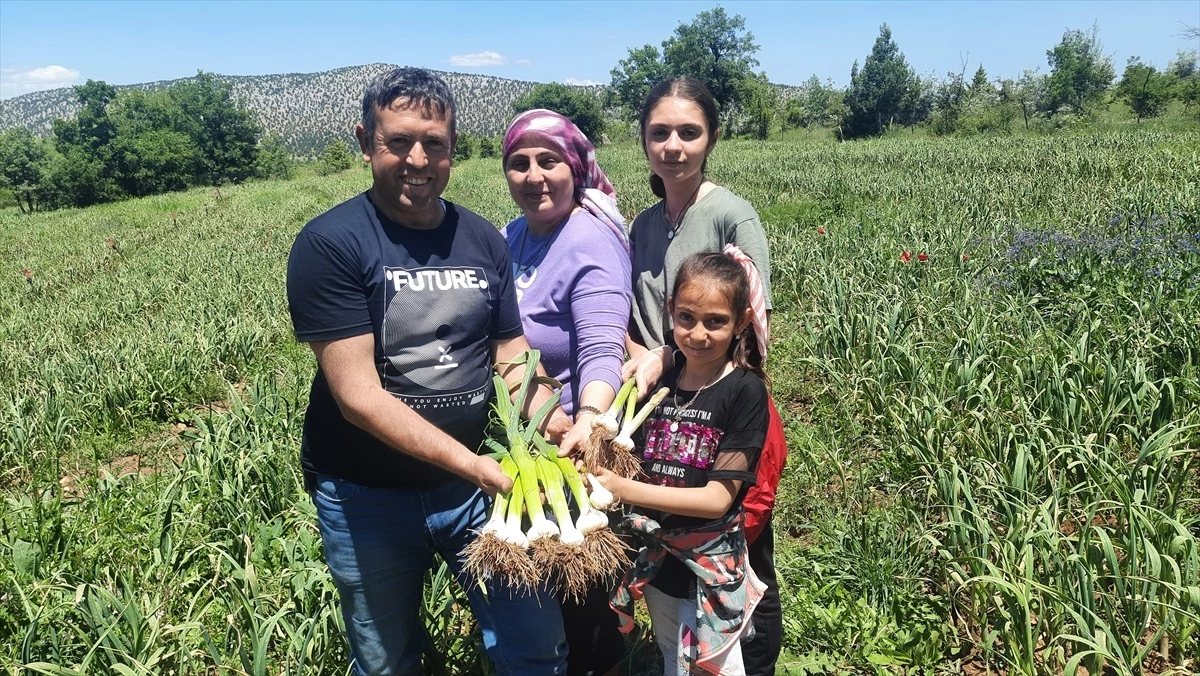 İstanbul\'da esnaflık yapan Ahmet Zeybek, ata tohumundan 5 ton sarımsak üretiyor