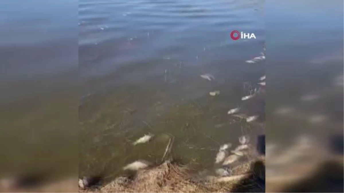 Kaya Karakaya Barajı\'nda telef olan balıklar kıyıya vurdu
