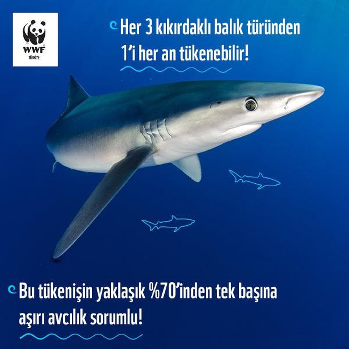 Kıkırdaklı Balıkların Tükenme Tehdidi Altında Olduğu Uyarısı