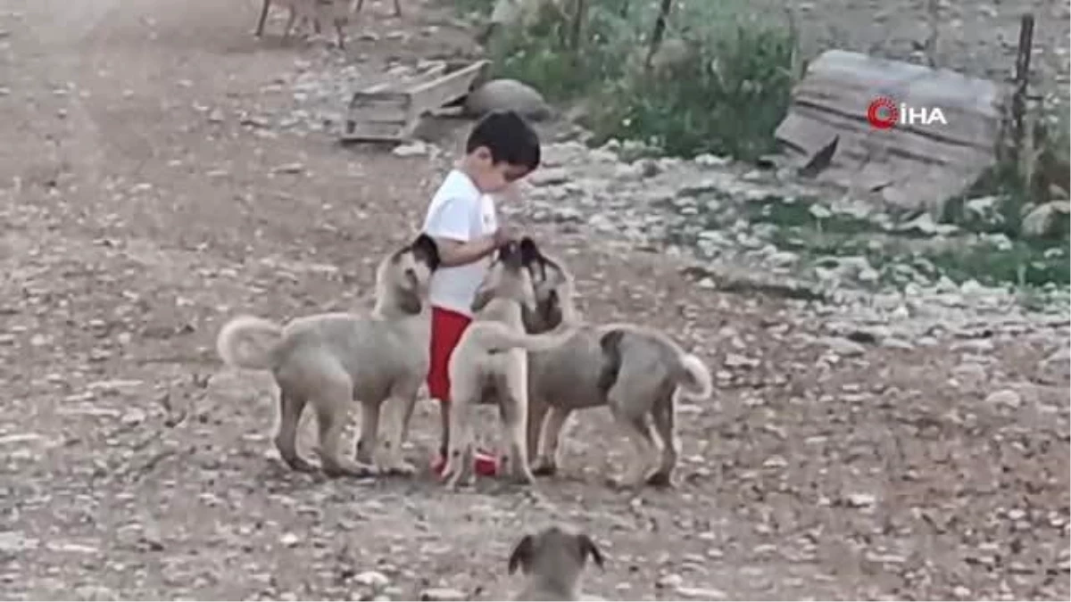 Küçük çocuğun yavru köpeklerle dostluğu kamerada