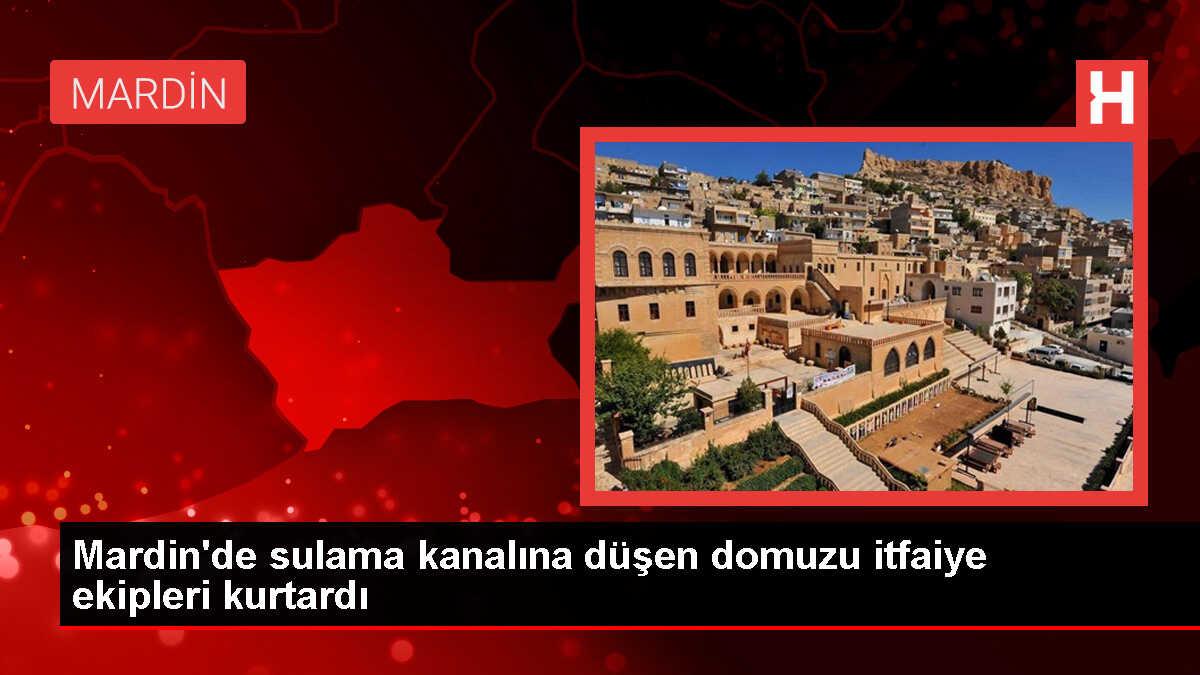 Mardin'de sulama kanalına düşen domuzu itfaiye ekipleri kurtardı