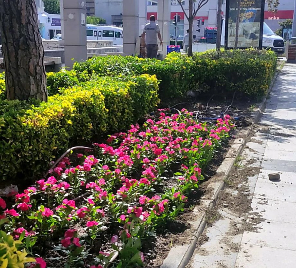 Söke Belediyesi, Kenti Çiçeklerle Renklendiriyor
