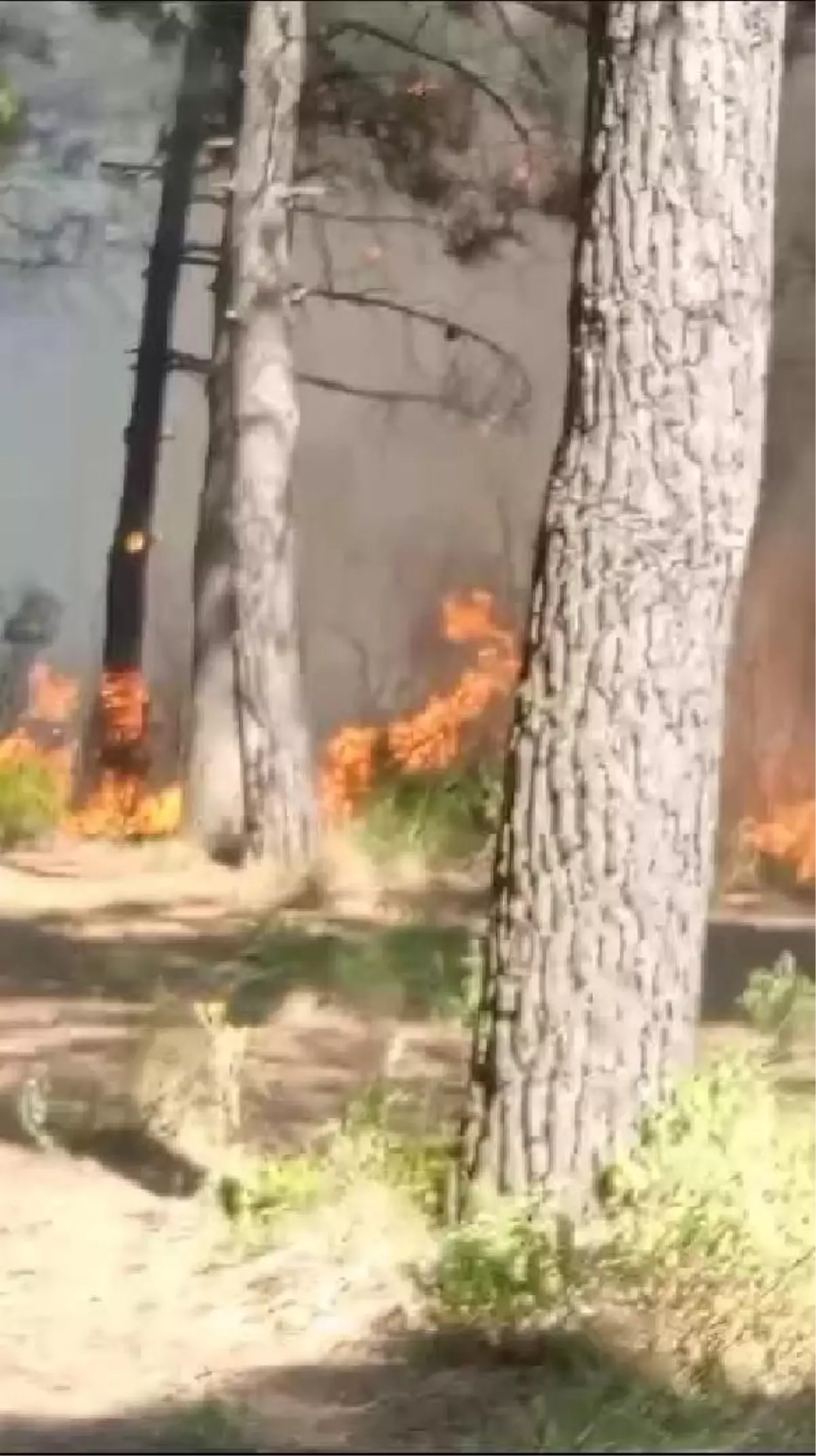 Sultangazi\'de orman yangını-1